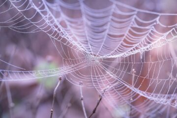 cobweb close up macro spiderweb 1868997